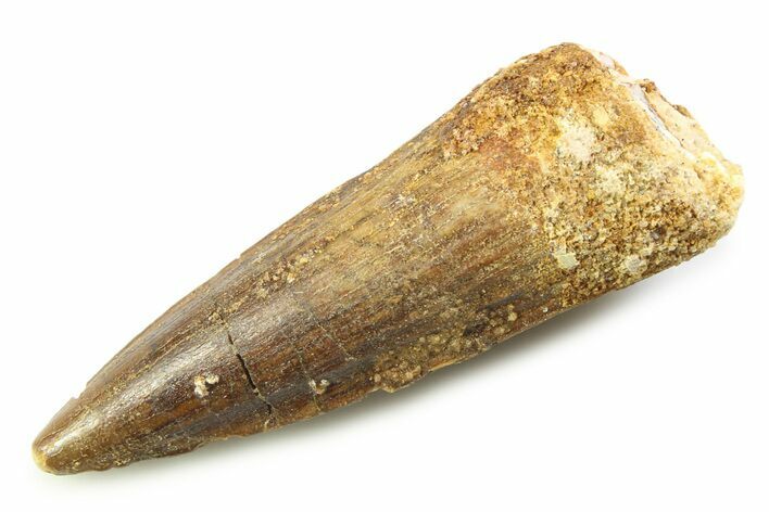 Fossil Spinosaurus Tooth - Real Dinosaur Tooth #357729
